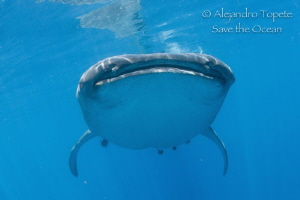 Amazing encounter with Whale Shark, Isla Contoy México by Alejandro Topete 